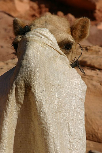 camel-veil