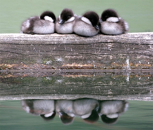 ducks-in-a-row