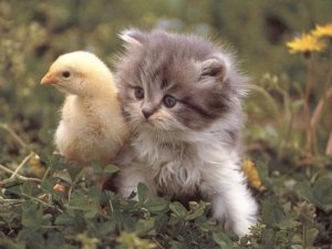 kitten-duck