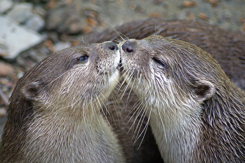 otter-kiss
