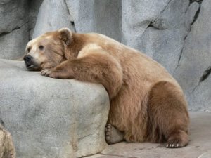 sad_bear_500