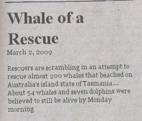 whale-of-a-rescue