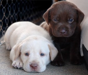 2-lab-puppies1