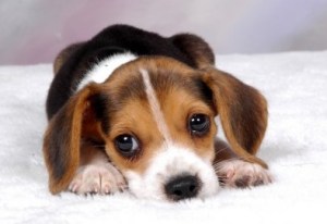 cute-beagle1