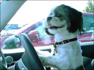 dog-driving