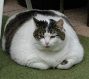 fat-cat