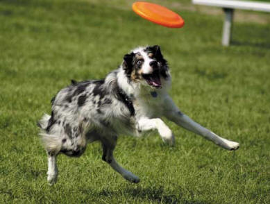 frisbee-pup