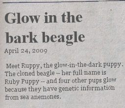 glow-in-the-bark