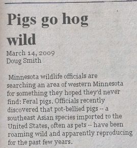 hog-wild