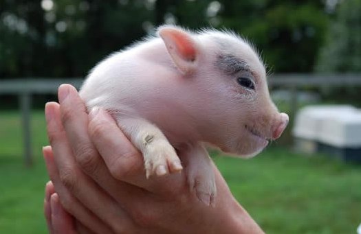 piglet
