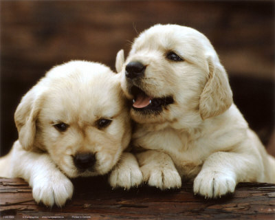 puppies