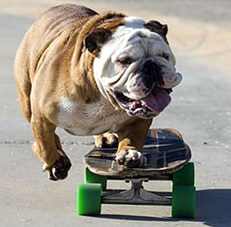 skateboarding-dog