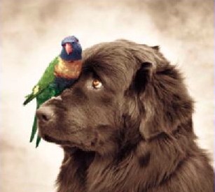 BirdwithDog