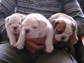 bulldog puppies