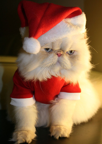 cat santa