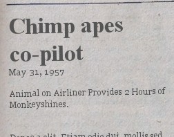 chimp apes