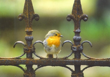 cute-bird