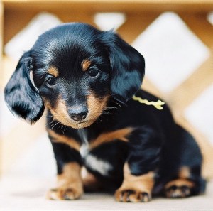 dachsund puppy