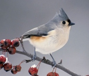 titmouse