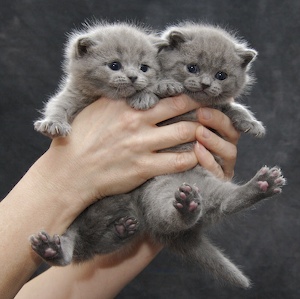 two kittens