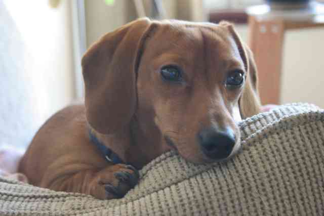 dachshund