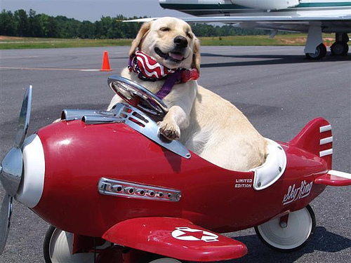 dog plane