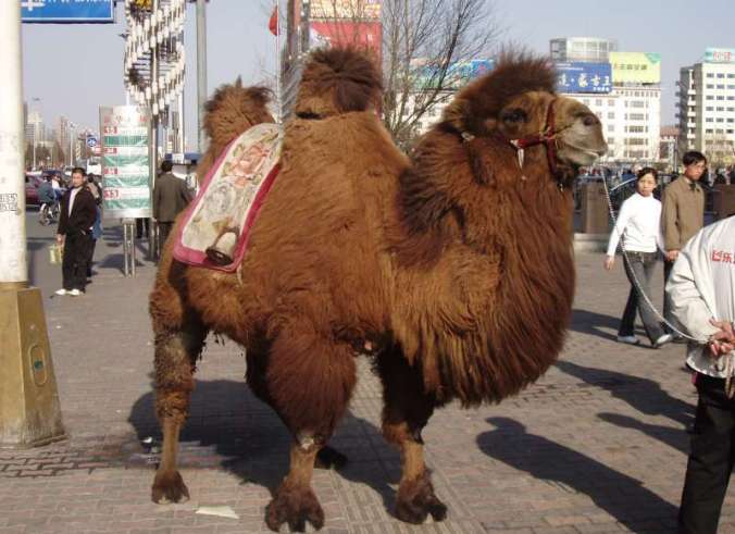 hairy camel