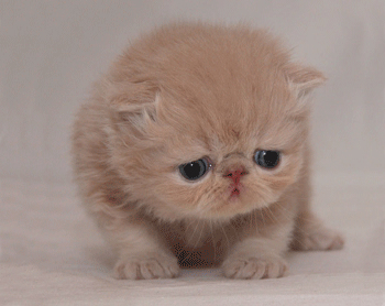 sad cat