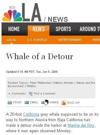 whale of a