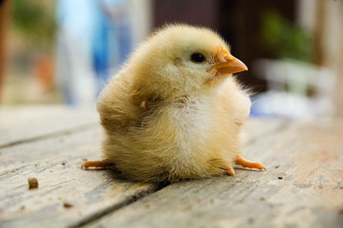cute chick