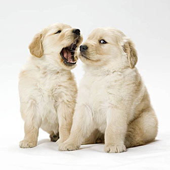 Golden Pups