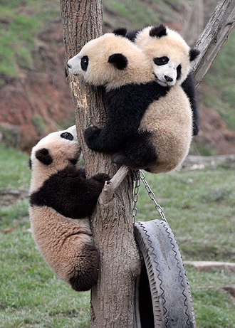 panda cubs