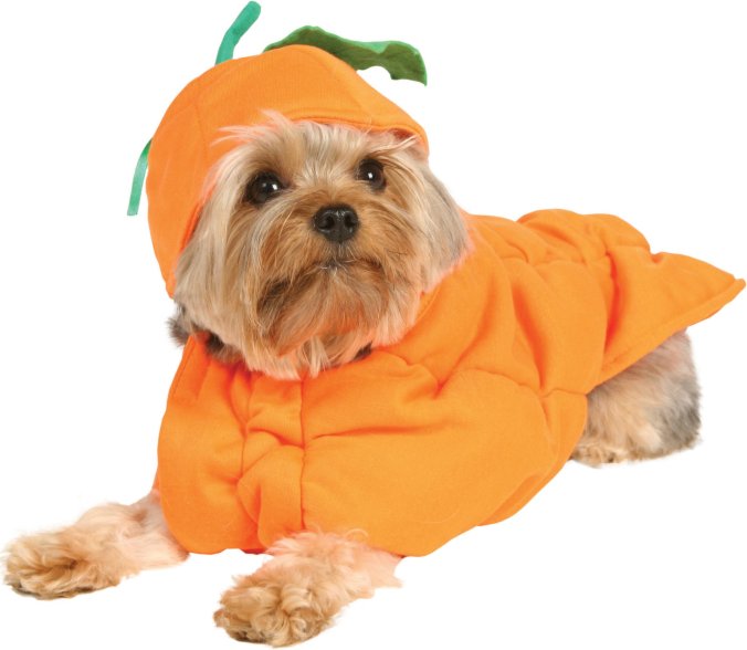pumpkin dog