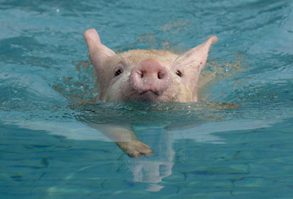 swimming piglet