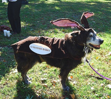 velveteen rabbit dog