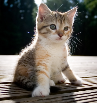 cute kitten