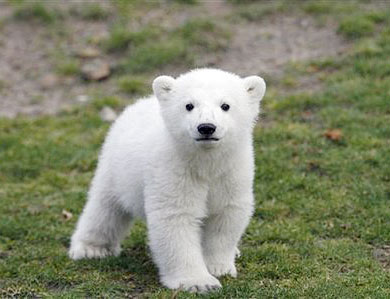 cute knut