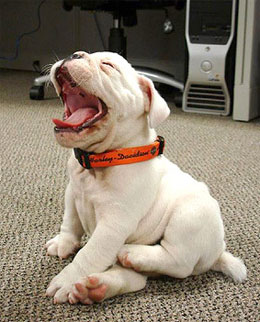 dog yawn