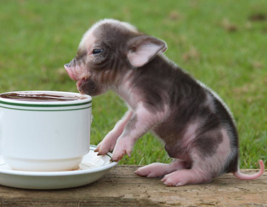 teacup pig