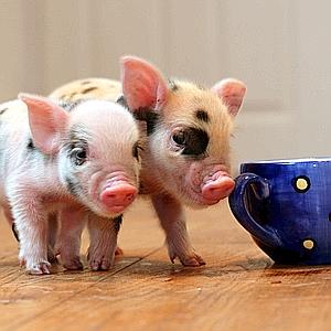 GR-TEA-CUP-PIGS005.jpg